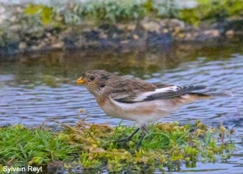 Bruant ou Plectrophane des neiges islandais (Plectrophenax nivalis insulae)