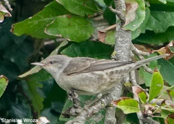 Fauvette épervière (Curruca n. nisoria)