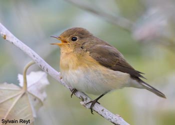 Gobemouche nain (Ficedula parva)