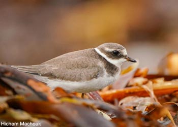 Grand Gravelot (Charadrius hiaticula)