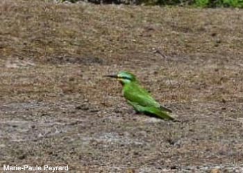 Guêpier de Perse (Merops persicus)