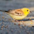 Synthèse ornithologique 2023 de l’île de Sein (Finistère) : une année riche en premières mentions