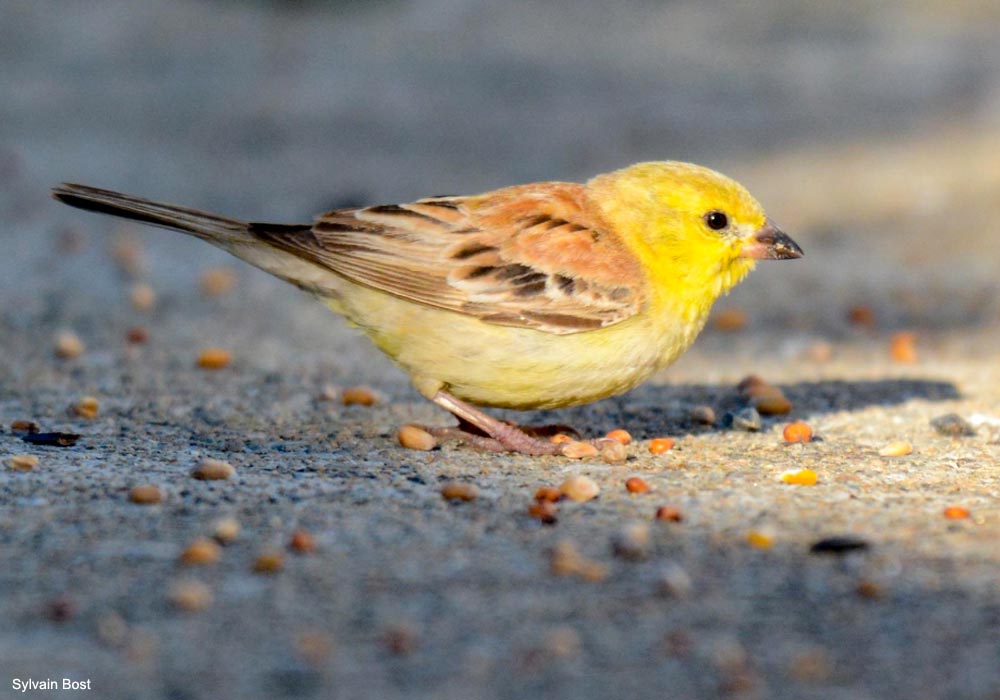 Moineau doré (Passer luteus) mâle de première année