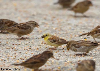 Moineau doré (Passer luteus)