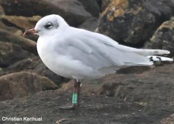 Mouette mélanocéphale (Ichthyaetus melanocephalus)