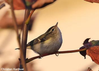 Pouillot à grands sourcils (Phylloscopus inornatus)