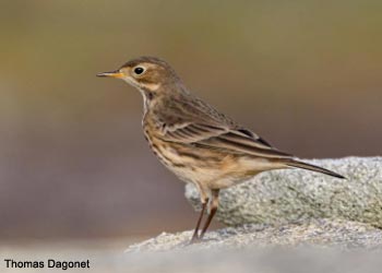 Pipit farlousane ou d'Amérique (Anthus rubescens)