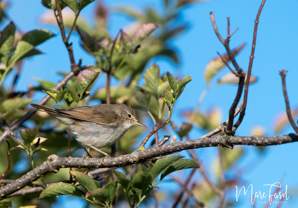 Rousserolle des buissons (Acrocephalus dumetorum)