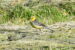 1-Bergeronnette citrine | Motacilla citreola | Citrine Wagtail