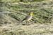 1-Bergeronnette citrine | Motacilla citreola | Citrine Wagtail