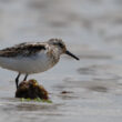 Bécasseau sanderling dans la Manche