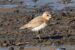 1-Gravelot de Leschenault | Charadrius leschenaultii | Greater Sand Plover