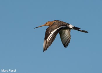 Barge à queue noire (Limosa limosa)