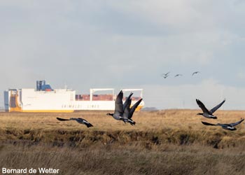 Bernaches nonnettes (Branta leucopsis)