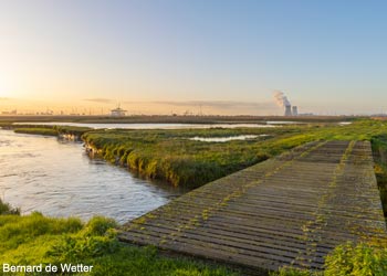 Vue du Doelpolder (Belgique) 