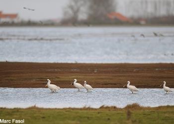 Spatules blanches (Platalea leucorodia)