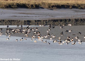 Tadornes de Belon (Tadorna tadorna) et et Bernaches nonnettes (Branta leucopsis)