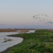 Observer les oiseaux dans le parc naturel frontalier Groot Saeftinghe (Pays-Bas/Belgique), une immense étendue de prés salés et de vasières