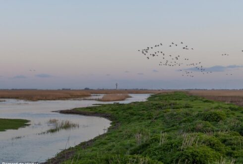 Observer les oiseaux dans le parc naturel frontalier Groot Saeftinghe (Pays-Bas/Belgique), une immense étendue de prés salés et de vasières