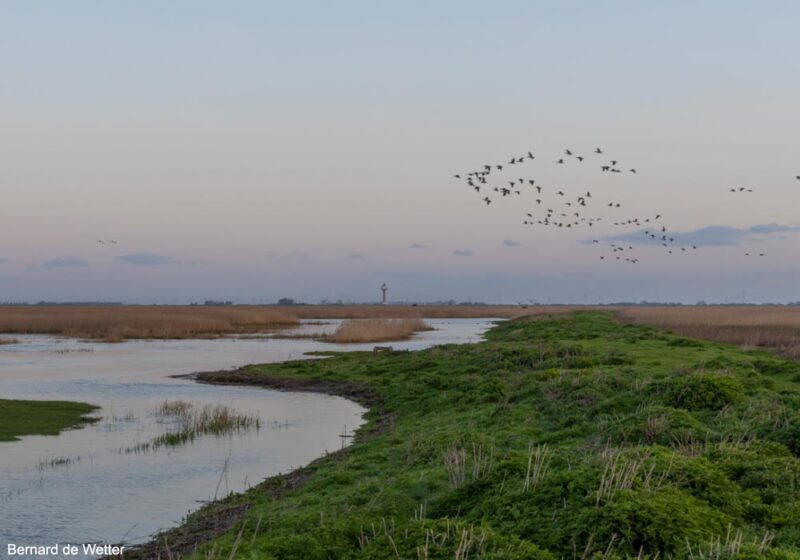 Observer les oiseaux dans le parc naturel frontalier Groot Saeftinghe (Pays-Bas/Belgique), une immense étendue de prés salés et de vasières