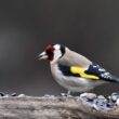 Conférence et exposition sur les oiseaux de nos parcs et jardins à Bourgueil