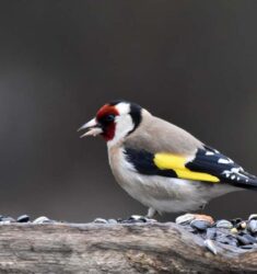 Conférence et exposition sur les oiseaux de nos parcs et jardins à Bourgueil