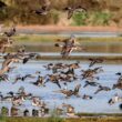 À tire d’aile, le festival des oiseaux migrateurs, dans le parc naturel régional des Marais du Cotentin et du Bessin (Manche/Calvados) du 14 au 16 février 2025