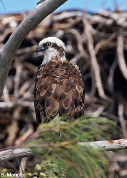 Balbuzard d’Australie (Pandion haliaetus cristatus)