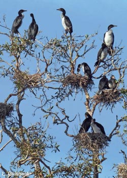 Cormorans pie (Microcarbo melanoleucos)