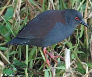 Marouette fuligineuse (Zapornia tabuensis)