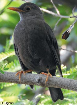 Merle des îles (Turdus poliocephalus xanthopus)