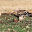 En dehors de la période de nidification, l’Aigle impérial est surtout un « voleur » et un charognard