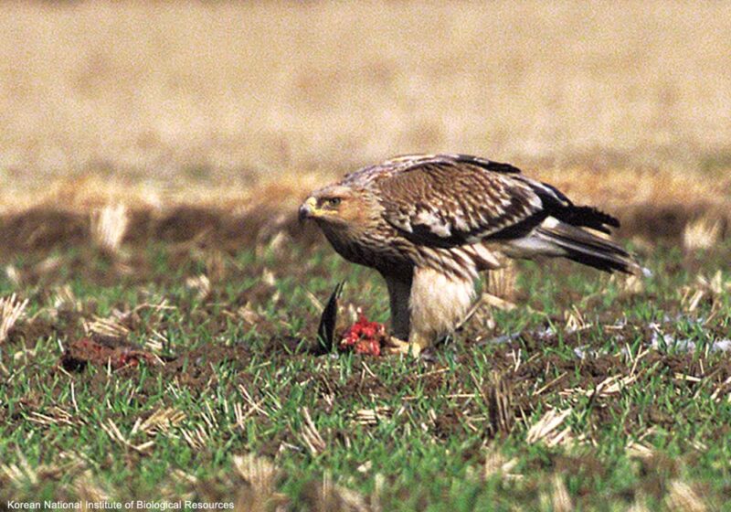 En dehors de la période de nidification, l’Aigle impérial est surtout un « voleur » et un charognard