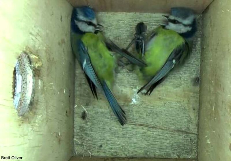 Un très rare cas de Mésanges bleues partageant un nichoir pour y passer les nuits d’hiver