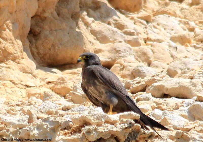 Trente nichoirs à Faucons concolores ont été posés en 2023 et en 2024 sur des îles le long des côtes saoudiennes