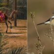 La Pie-grièche à tête rousse mange les tiques parasitant les dromadaires pendant sa migration en Afrique du Nord