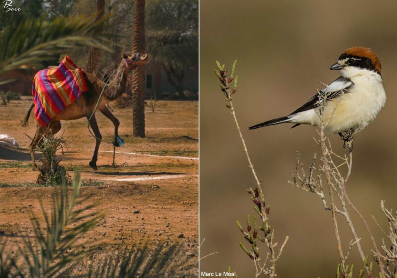 La Pie-grièche à tête rousse mange les tiques parasitant les dromadaires pendant sa migration en Afrique du Nord