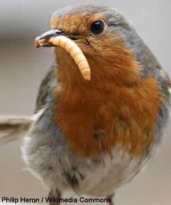 Rougegorge familier (Erithacus rubecula)