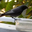 Pourquoi, quand et comment distribuer des vers de farine aux oiseaux des jardins ?