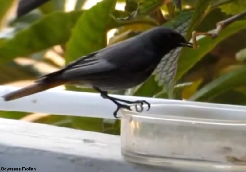 Pourquoi, quand et comment distribuer des vers de farine aux oiseaux des jardins ?