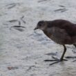 Gallinule poule-d’eau juvénile