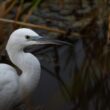 Aigrette garzette : portrait