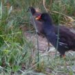 Gallinules poule-d’eau adulte et juvénile