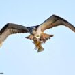 Exposition photos « Oiseaux du Berry et d’ailleurs »