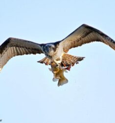 Exposition photos « Oiseaux du Berry et d’ailleurs »