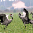 Rendez-vous avec les Grues cendrées dans le parc naturel régional des Landes de Gascogne