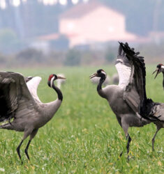 Rendez-vous avec les Grues cendrées dans le parc naturel régional des Landes de Gascogne