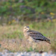 Conférence sur les oiseaux emblématiques de la plaine d’Aunis (Charente-Maritime)