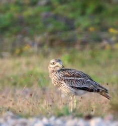 Conférence sur les oiseaux emblématiques de la plaine d’Aunis (Charente-Maritime)