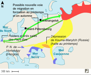 ires de nidification et d'hivernage de la Bernache à cou roux (Branta ruficollis) et nouvelle voie de migration